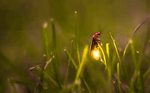 点亮黑暗的萤火虫--吴奔星诗《萤》赏析(网友来稿)