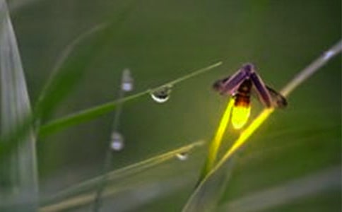 《萤火虫》教案