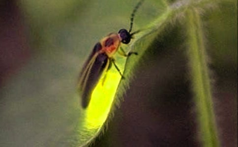 萤火虫之墓观后感11篇