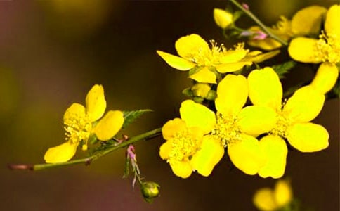 【精选】迎春花小学作文三篇