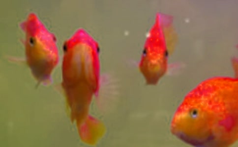 鱼苗购销的合同