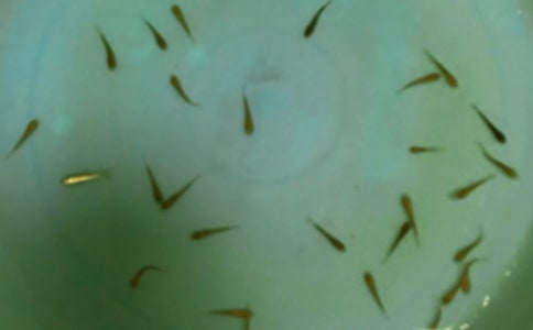 鱼苗购销合同15篇