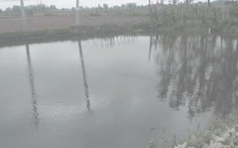 鱼塘承包合同15篇【精选】