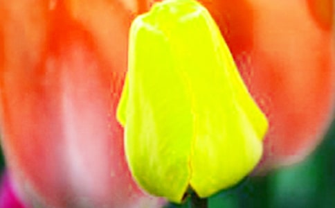 大班纸工教案:郁金香