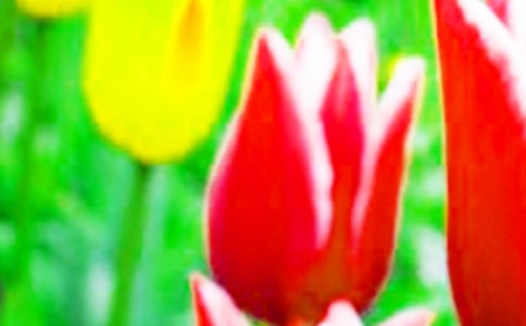 黑郁金香(网友来稿)