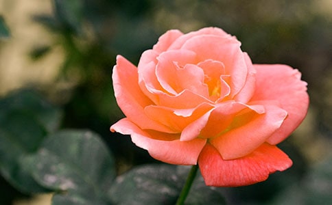 月季花观察日记范文