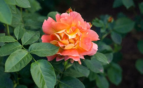 月季花的日记3篇