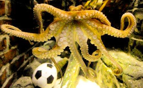 《章鱼》小班教案