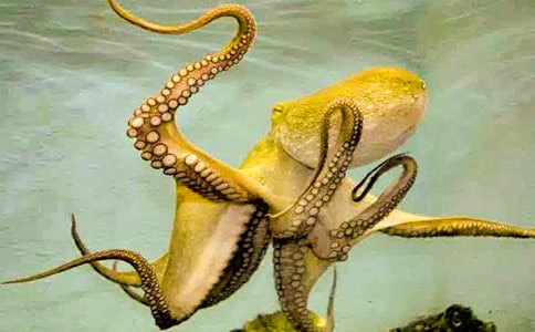 中班美术教案:快乐的章鱼教案及教学反思