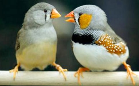 珍珠鸟教学反思(通用12篇)