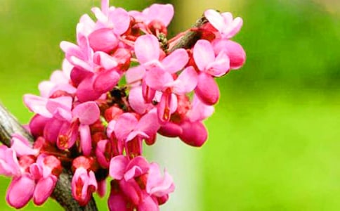 中班美术优质课教案及教学反思《一丛盛开的紫荆花》