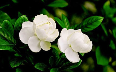 家乡的茉莉花小学作文