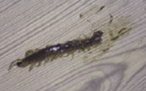 大班健康优质课教案及教学反思《蜈蚣爬》