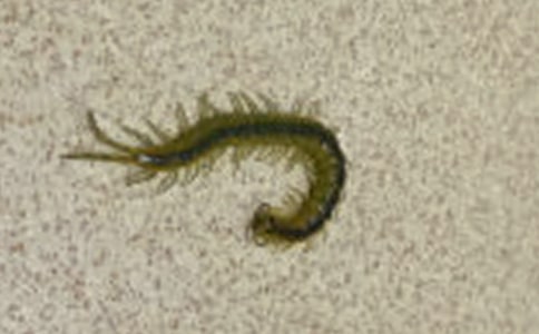 大班健康小蜈蚣学走路教案