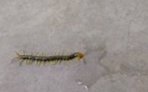 大班健康蜈蚣爬教案