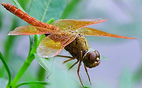 《蜻蜓飞飞》教案