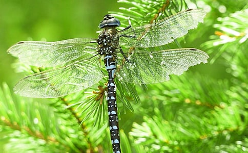 《小蜻蜓》教学反思 9篇