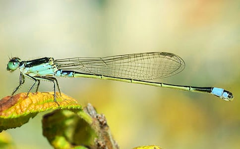 《放飞蜻蜓》教学反思