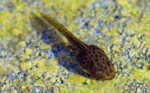 《小蝌蚪找妈妈》教学反思