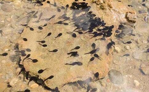 (通用)小蝌蚪找妈妈教学反思