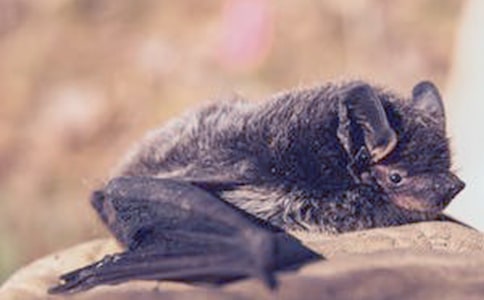 《蝙蝠和雷达》教学反思15篇