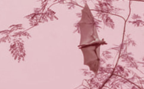 ˽̰꼶²ᡶ״ѧ˼