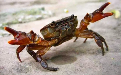 大班教案《小螃蟹吹泡泡》