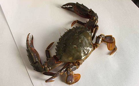 《螃蟹歌》教学反思