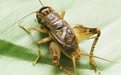 《蟋蟀的住宅》第一课时说课设计