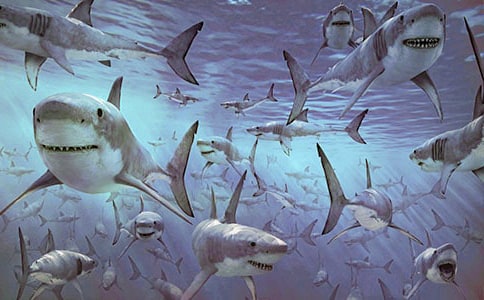 《爱笑的鲨鱼》语言教案