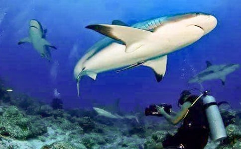 爱笑的鲨鱼教案