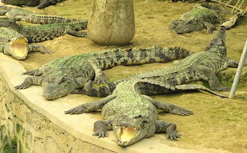 中班语言教案《小鳄鱼的钱包》